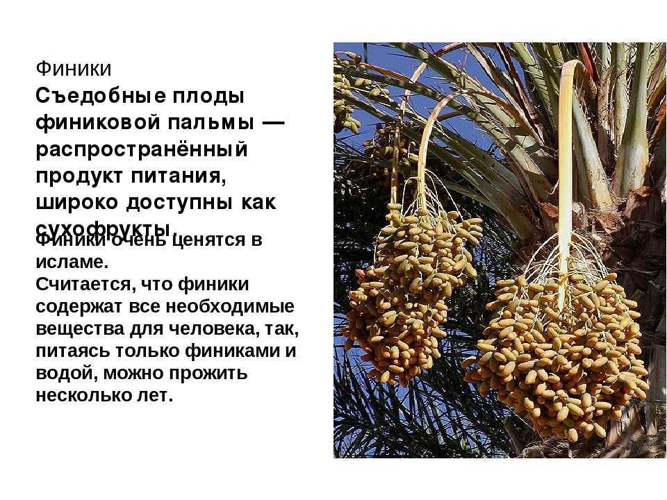 Финиковая пальма: выращивание и трудности