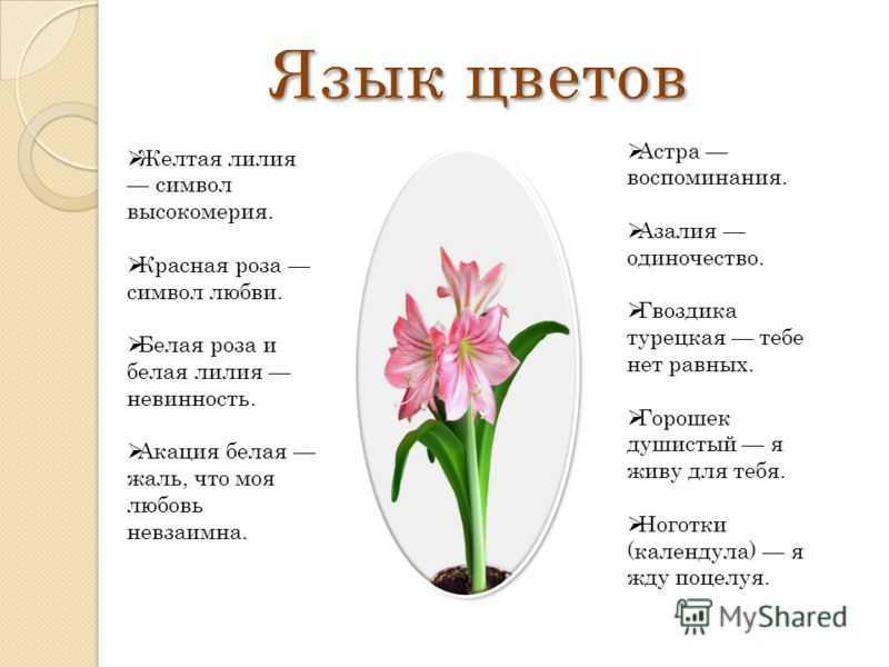 Новая орхидея. что обязательно нужно сделать после покупки орхидеи?
