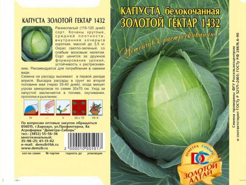 Капуста золотой гектар: описание сорта, урожайность, посадка и уход, отзывы и фото