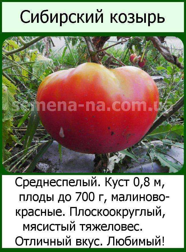 Лучшие сорта томатов для сибири 2024 года
