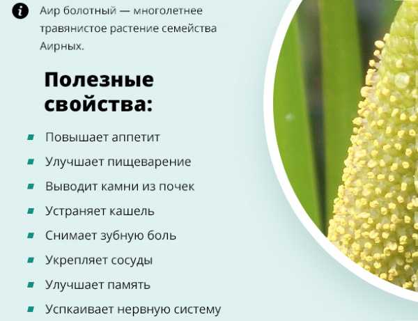Аир болотный, или аир обыкновенный