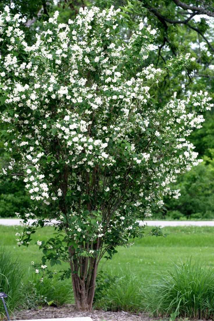 Чубушник посадка и уход за кустарником