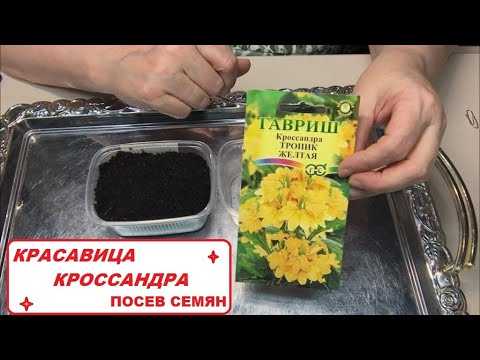 Пестролистный гелиопсис «лорейн саншайн»: описание, фото, особенности ухода и выращивания