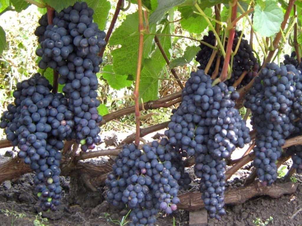 Сорта винограда для сибири: посадка и уход для начинающих