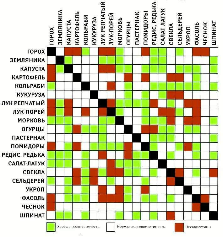 С чем можно сажать рядом горький перец: особенности сочетания культур