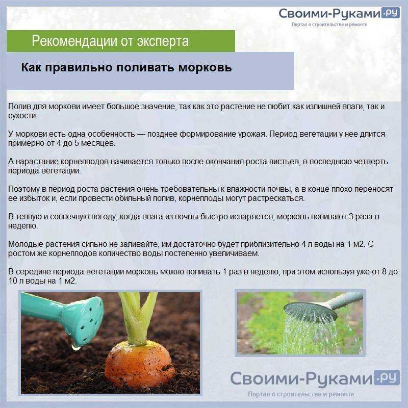 Капуста белокочанная - выращивание, уход - сад 6 соток