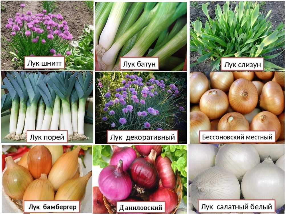 Как вырастить дома лук на перо? сорта лука на перо