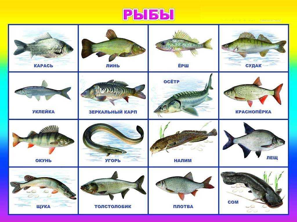 10 самых опасных видов рыбы
