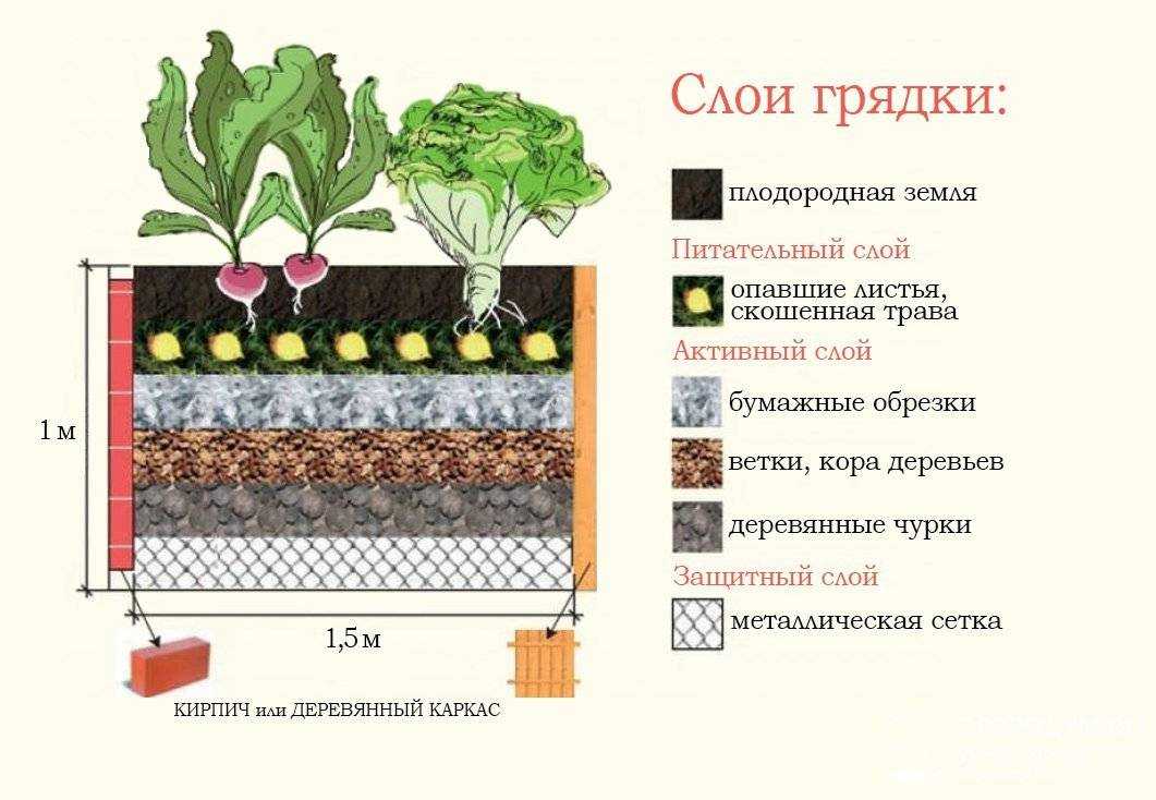 Высокие грядки: как сделать, чем заполнить и что выращивать