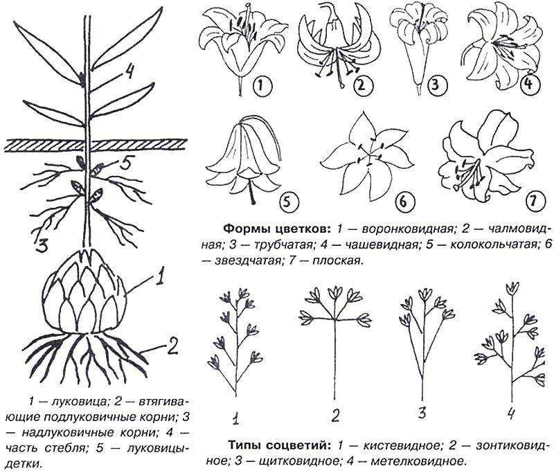 Лилии от-гибриды высокорослые: фото 13 сортов