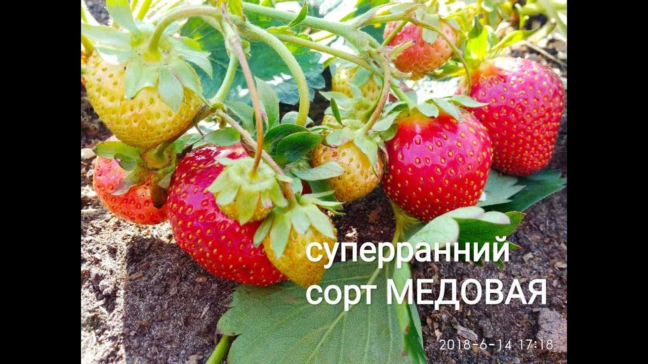 Клубника богота: описание и характеристики сорта, посадка и уход, отзывы с фото