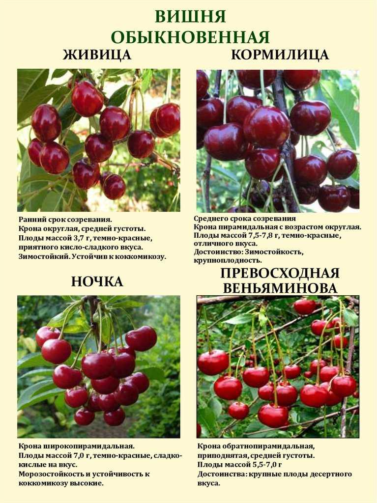 Лучшие сорта вишни, районированные для подмосковья
