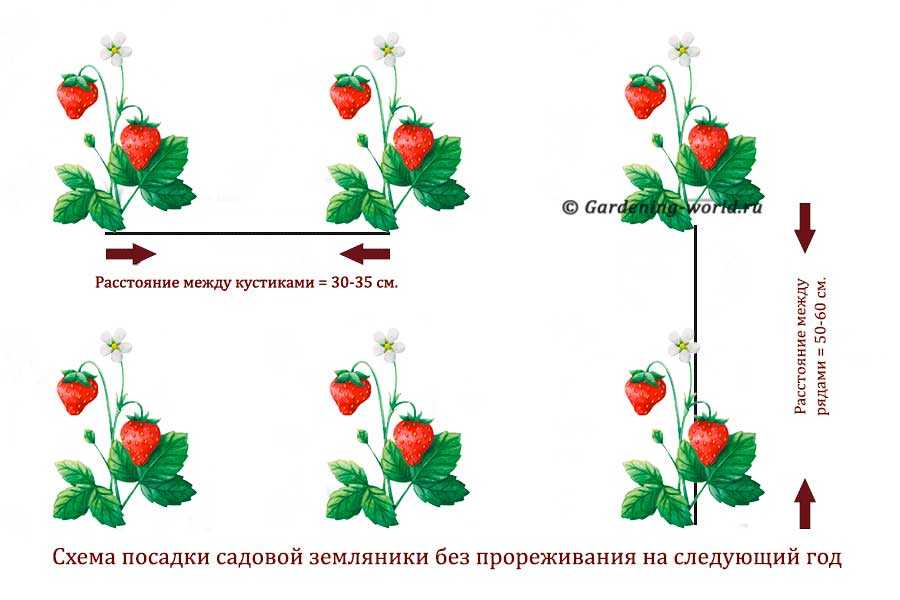 Как вырастить рассаду клубники в домашних условиях: посадка, уход, пикировка