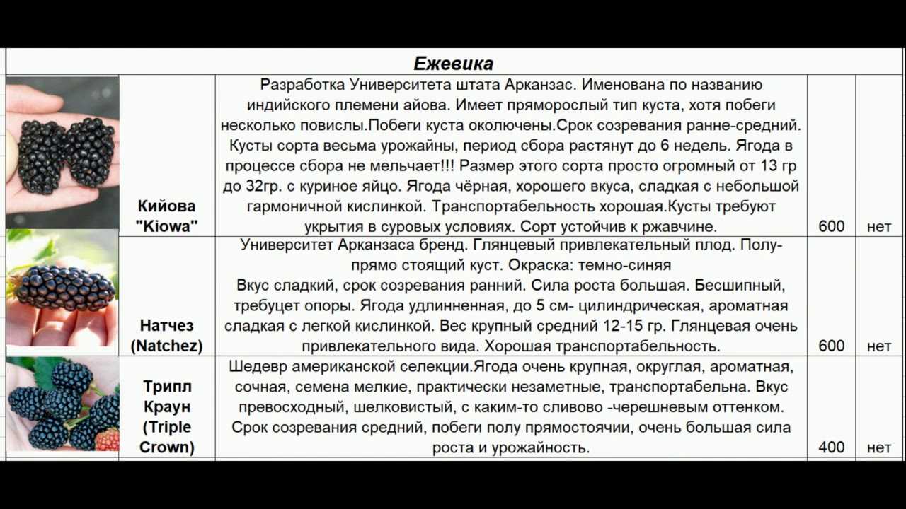 Посадка ежевики весной саженцами: пошаговая инструкция для начинающих
