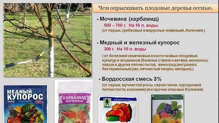 Чем обработать сад осенью от вредителей и болезней, от парши, перед укрытием на зиму, эффективные препараты 2021 года