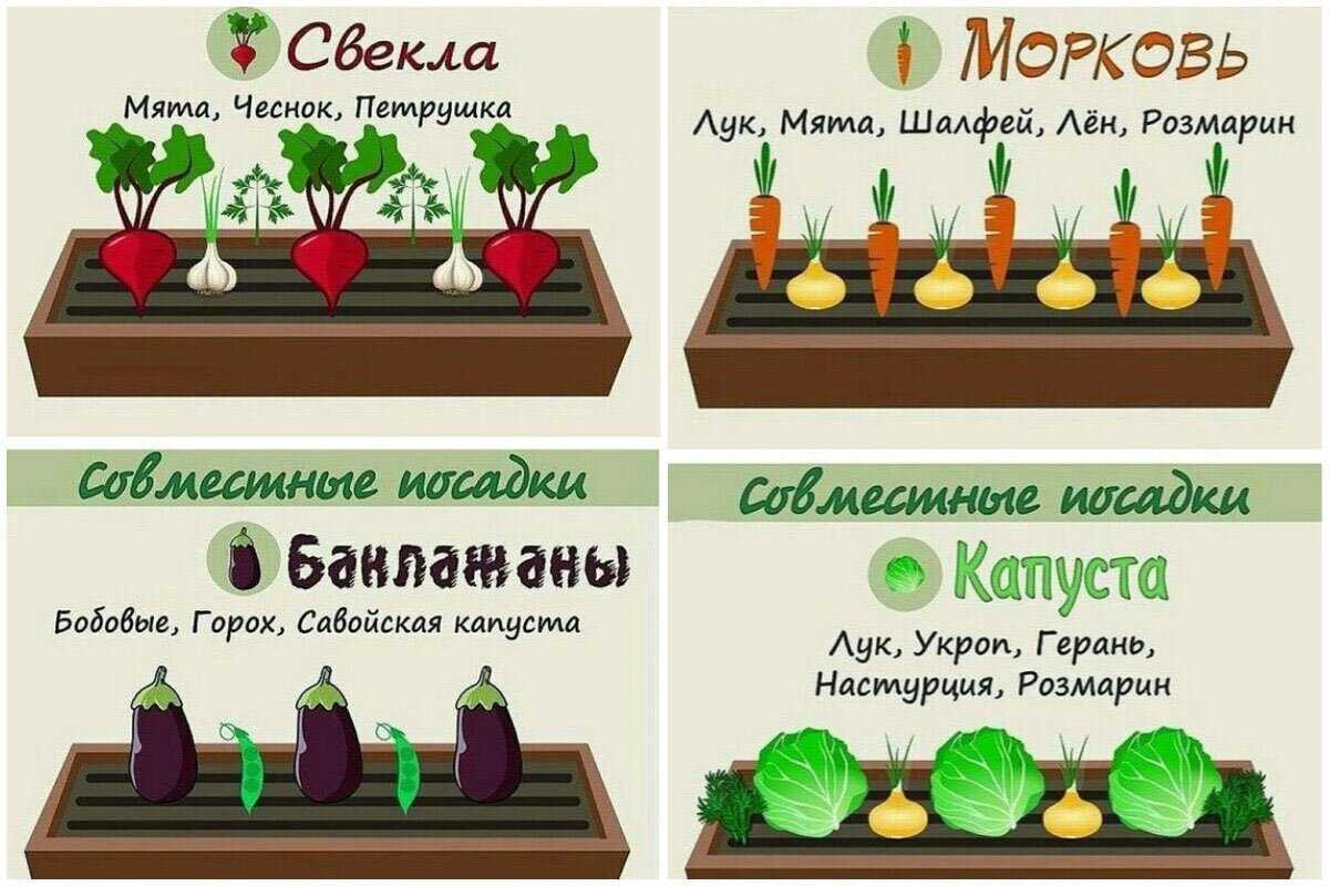 Выращивание помидоров на подоконнике проверенным методом