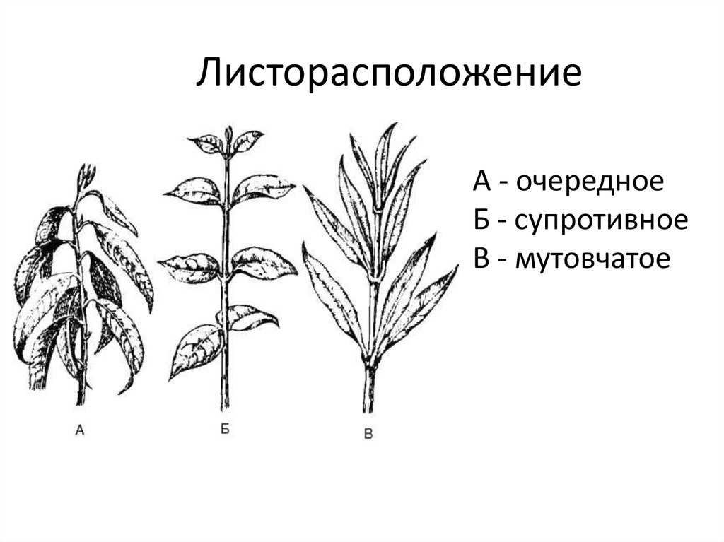 Виды жилкования листьев с примерами растений - ogorod.guru