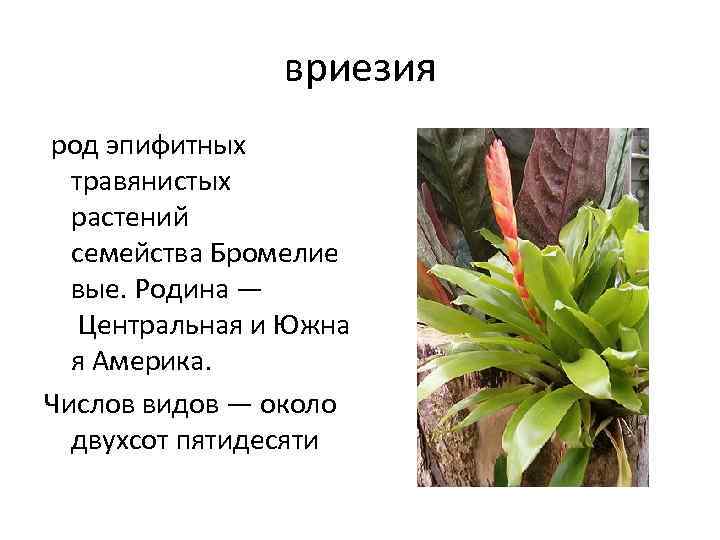 Пересадка бромелии. грунт для комнатной бромелии. как пересадить бромелию после покупки