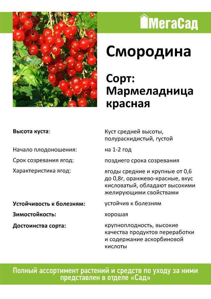 Белая смородина. выбор саженцев и посадка - огородные дела