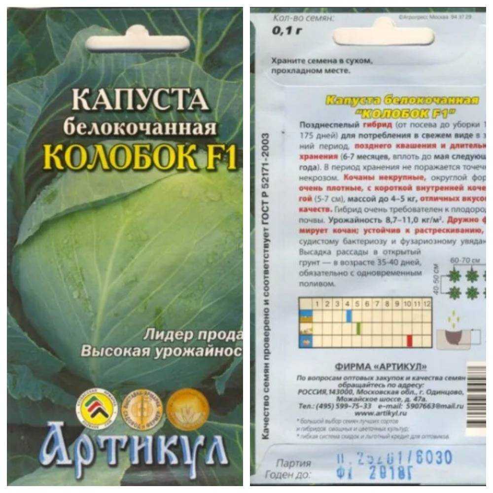 Капуста колобок: описание гибрида, особенности, выращивание