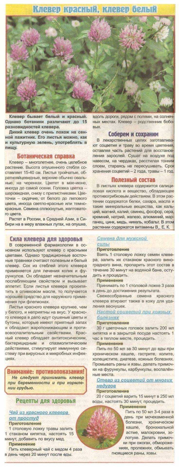 Лечебные свойства и применение клевера лугового красного, 7 рецептов