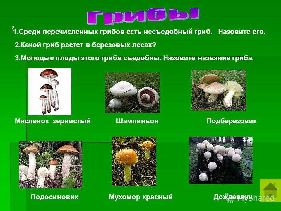 Весенние грибы: съедобные и несъедобные виды