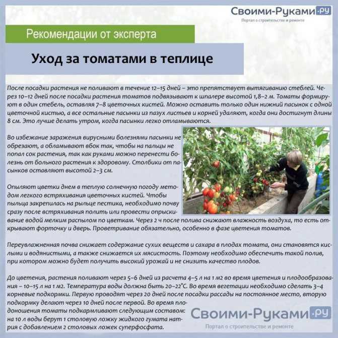 Правильное выращивание рассады томата. посадка, условия, сроки — ботаничка