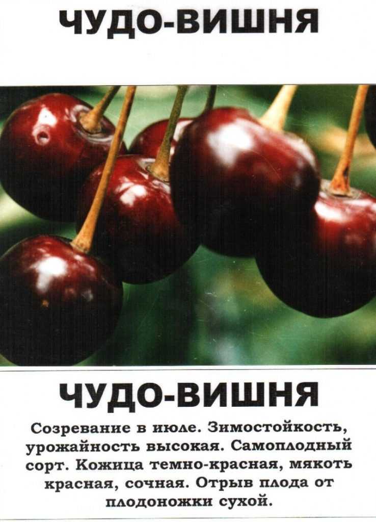 Сорта вишни для подмосковья