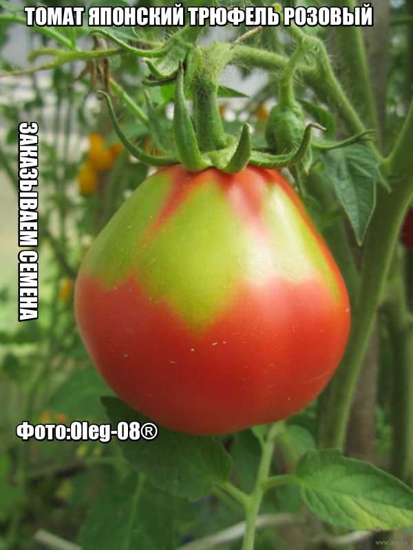 Мои любимые сорта томатов