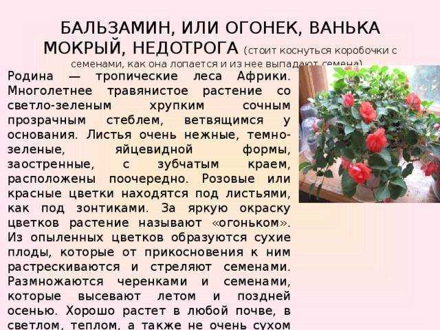 Ванька мокрый цветок