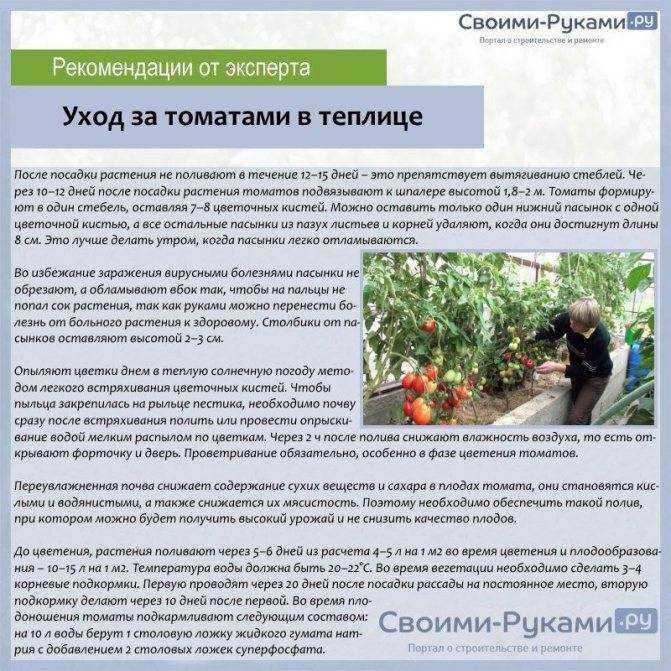 Лучшие сорта капусты на 2024 год: самые урожайные, вкусные, для разных регионов