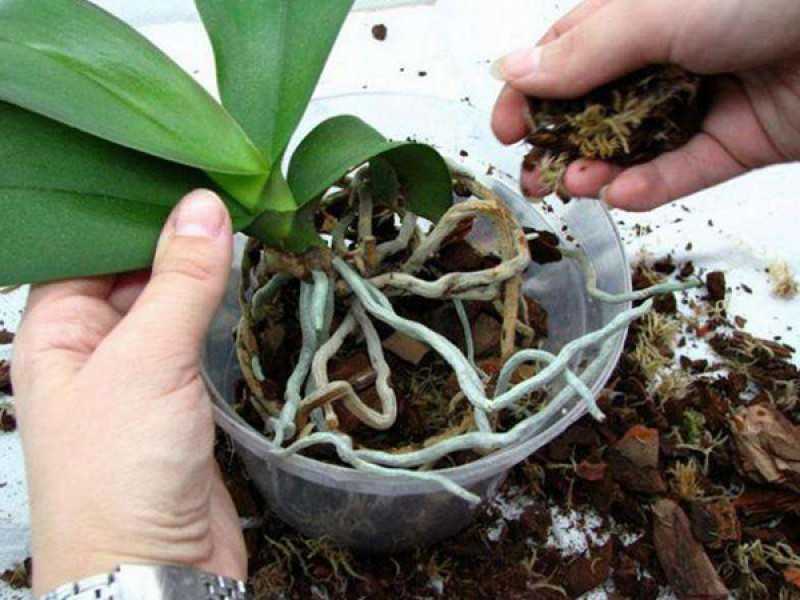 Сорта мини орхидеи: посадка, уход и размножение в домашних условиях