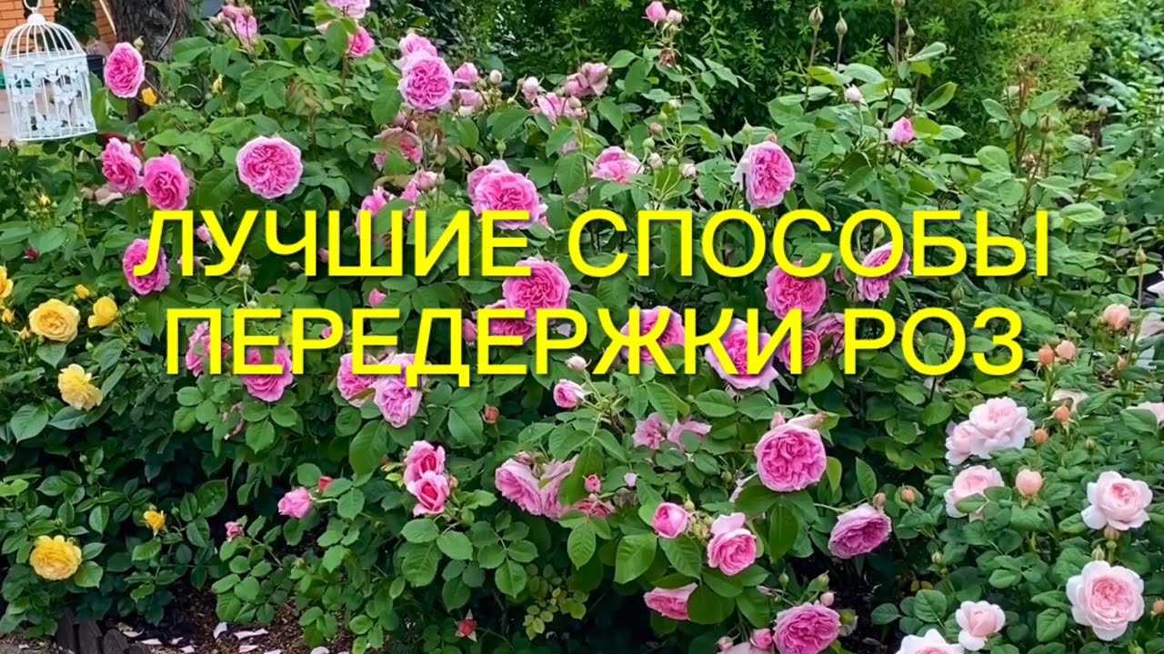 Как сохранить розы до посадки в грунт из коробкиэнциклопедия роз — сорта, описание и фото
