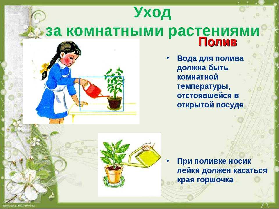 Значение света для комнатных растений