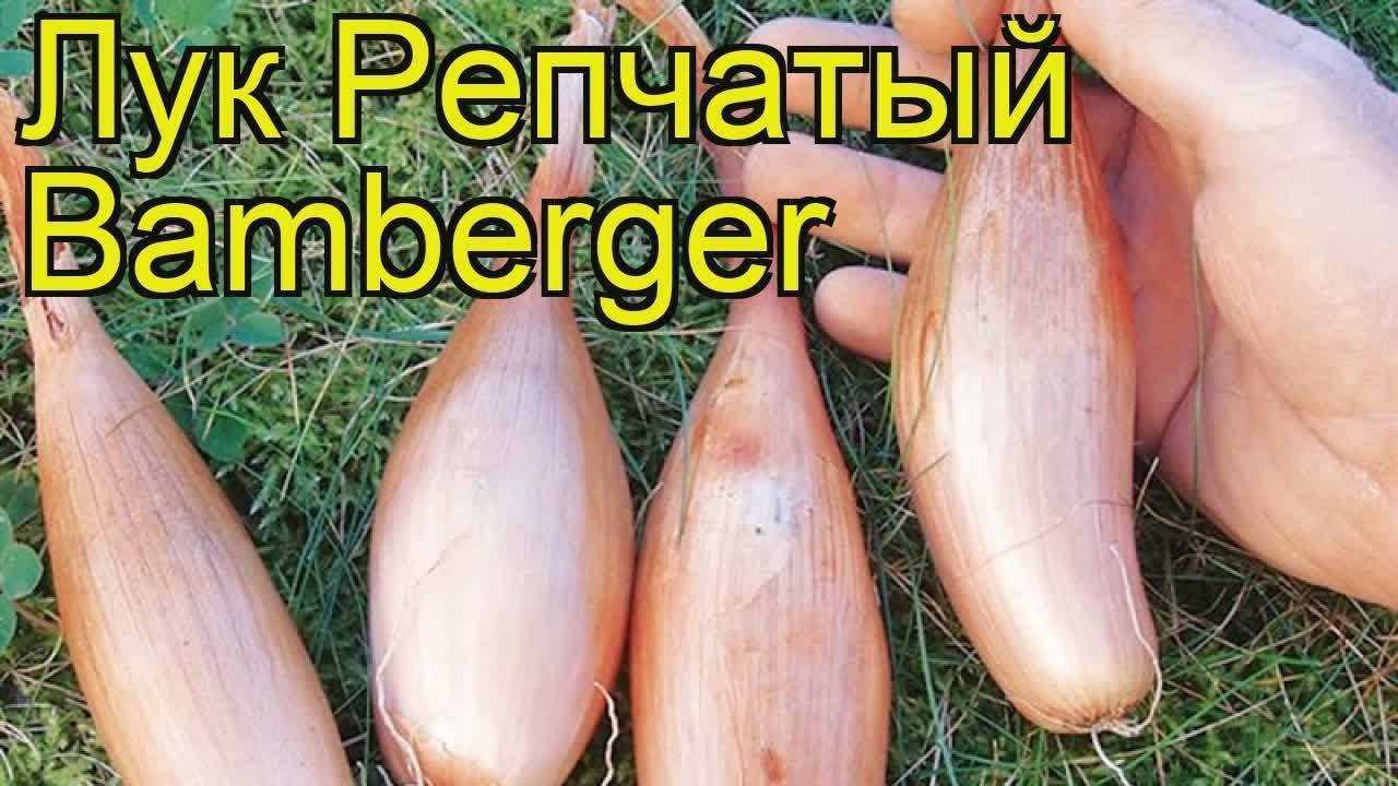 Лук бамбергер: описание сорта, выращивание и уход с фото