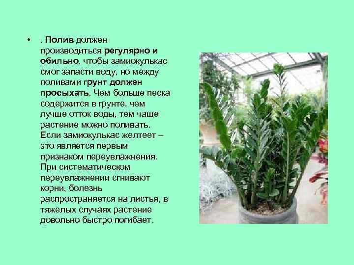 Цветок замиокулькас: уход в домашних условиях, описание, полив, пересадка, приметы - sadovnikam.ru
