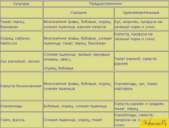 Лук озимый: как и когда сажать осенью 2023 году – оптимальные сроки!