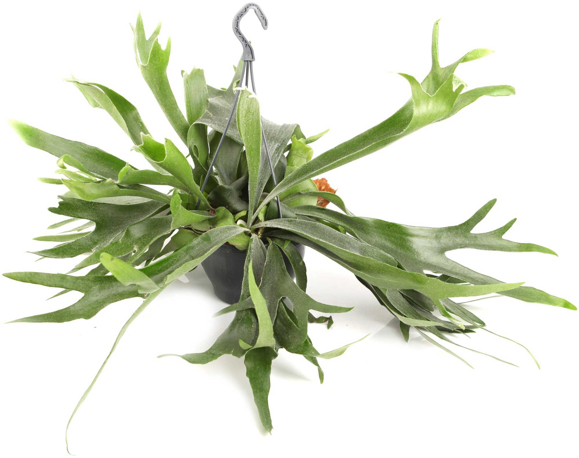 Платицериум (platycerium) — олений рог