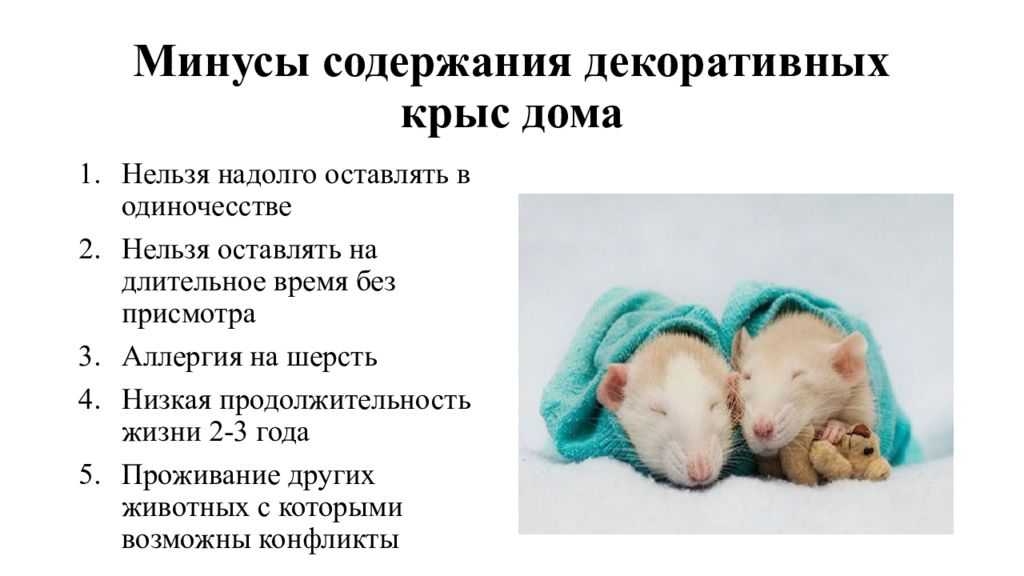 Плюсы и минусы домашних крыс: легко ли содержать, какие возможны бытовые сложности, отзывы владельцев