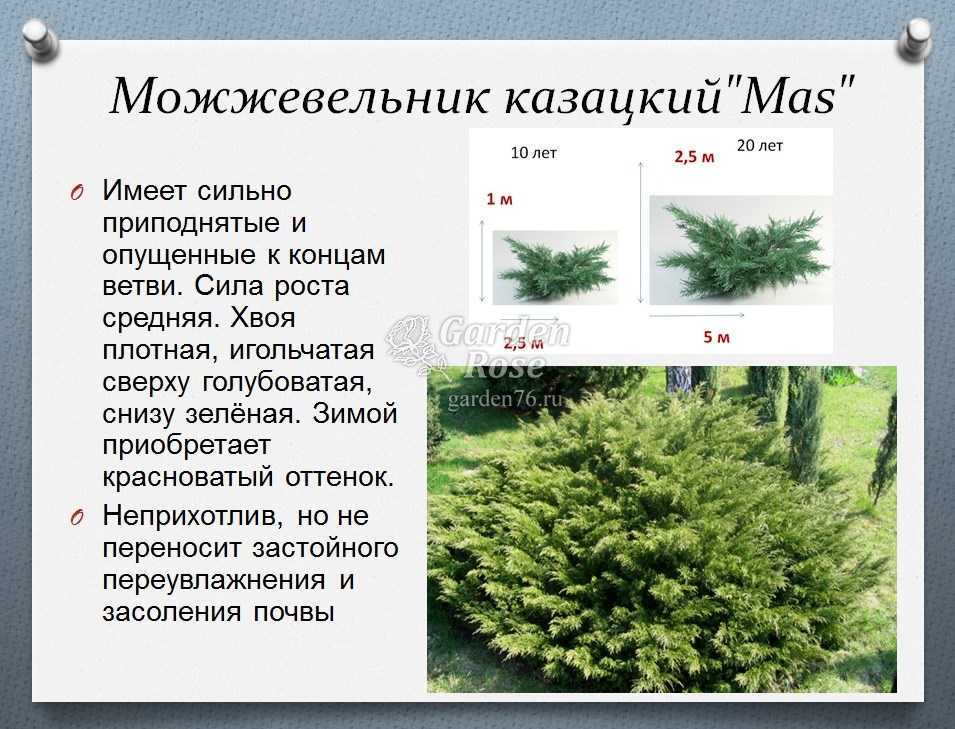 Можжевельник казацкий: описание, фото, посадка и уход