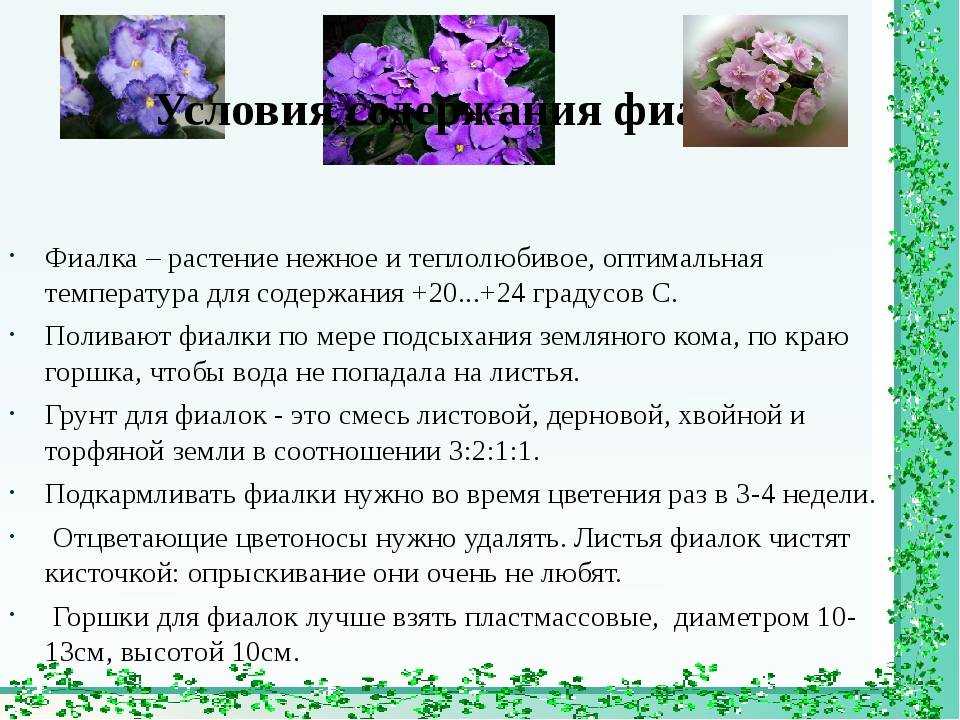 Зантедеския: особенности ухода в домашних условиях