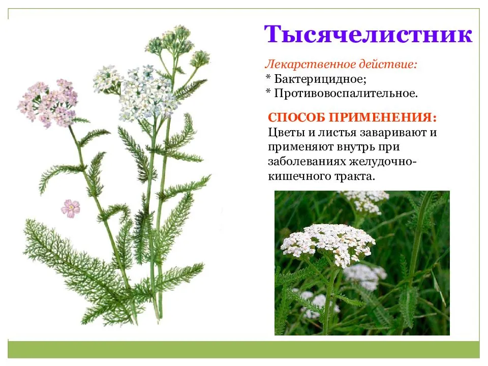 Тысячелистник полезные свойства и противопоказания