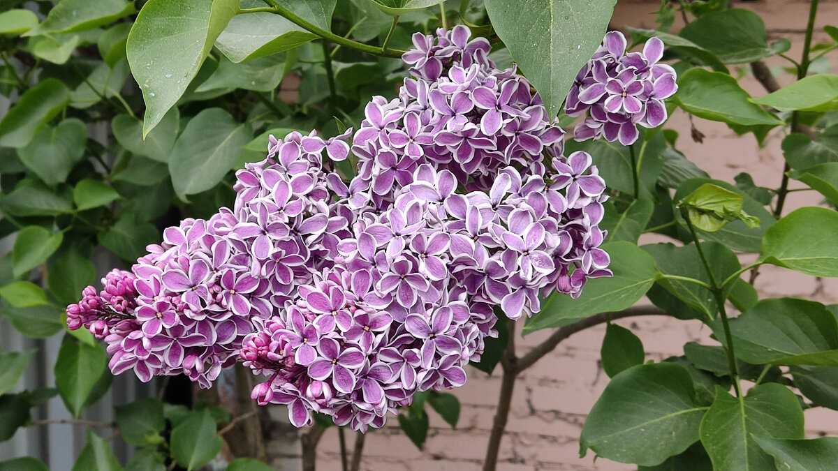 Сорта сирени темные и светлые: фото с описанием