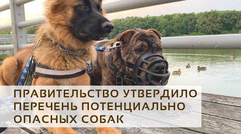 Отечественные породы собак — гордость российской кинологии