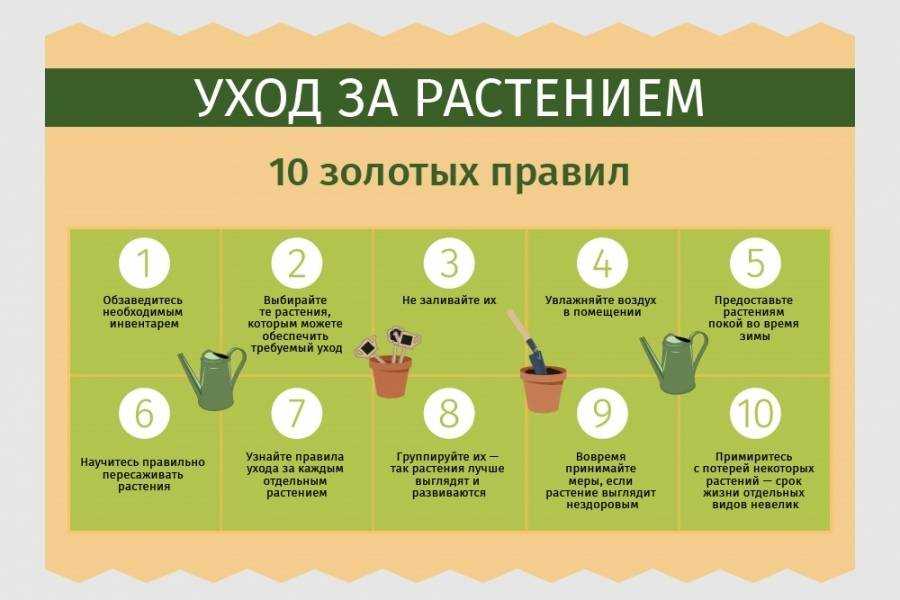 Многих радуют домашние цветы они создают уют приносят радость и счастье Для их приобретения можно обратиться а вот чтобы вырастить культуру требуется грамотный уход Он