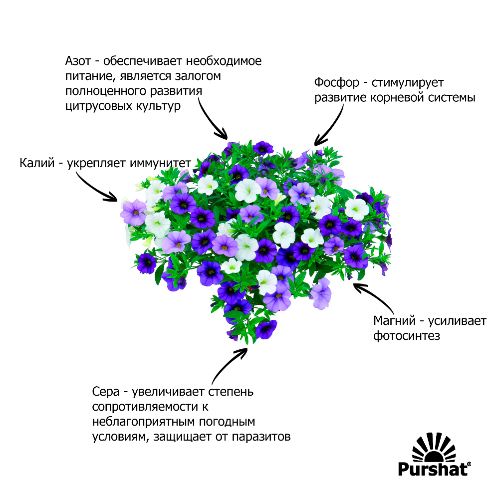 Грамотная подкормка петунии: составы, способы применения, рекомендации — fertilizer daily