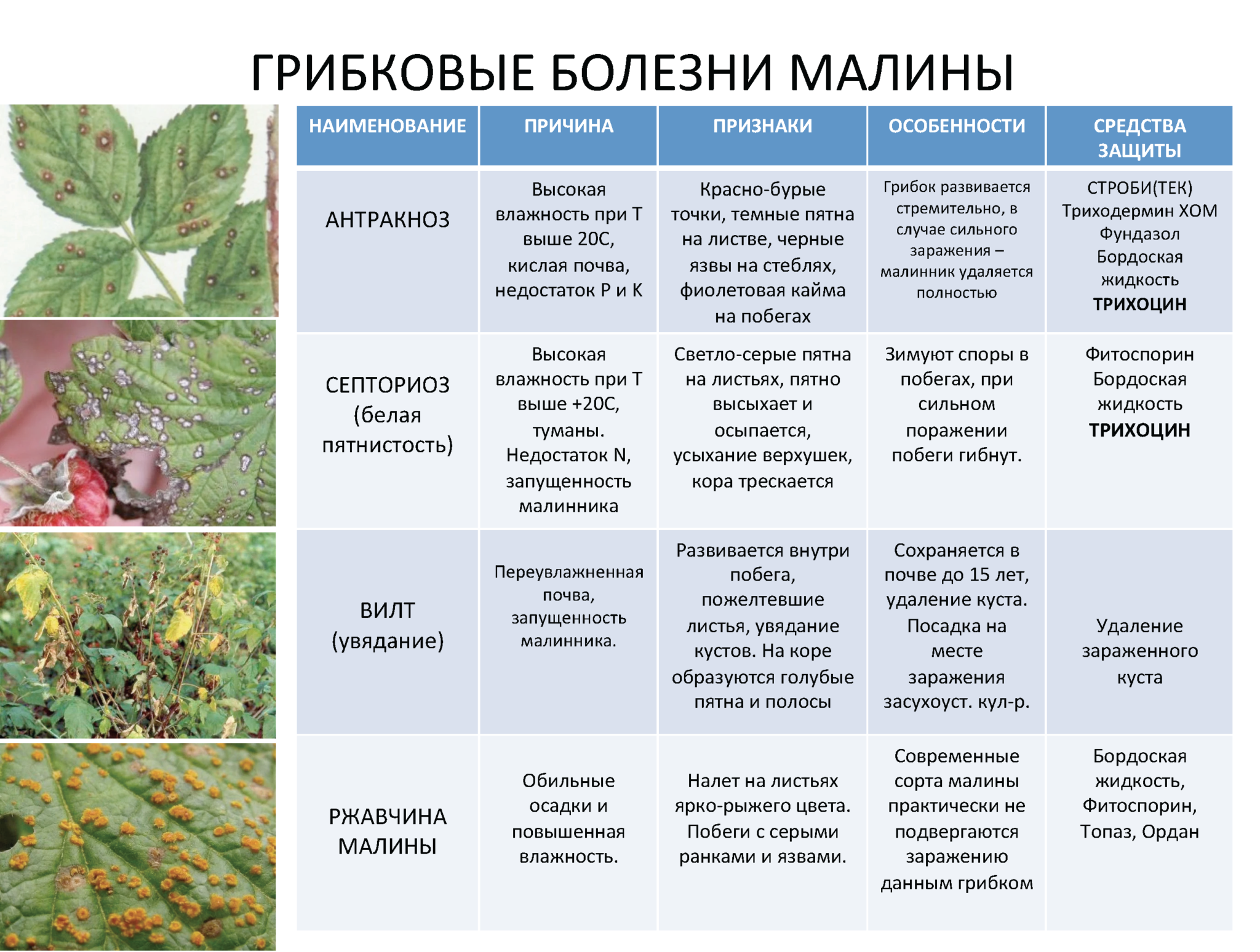 Рекомендации по закладке и посадке промышленного сада фундука