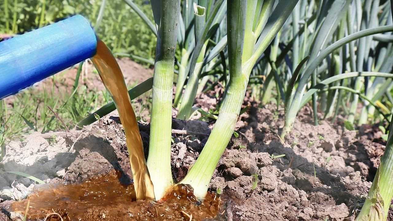 Как и чем подкормить озимый и яровой лук для хорошего урожая весной и летом