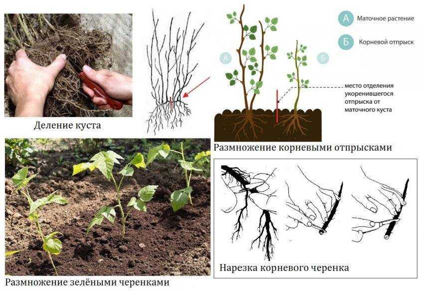 Черная малина: фото, описание, посадка и уход