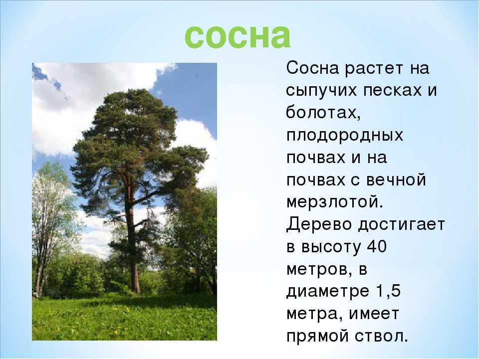 Кедровая сосна: сравнение сортов для посадки